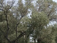 Olea europaea 5, Saxifraga-Jan van der Straaten