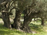 Olea europaea 6, Saxifraga-Jan van der Straaten
