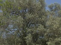 Olea europaea 8, Saxifraga-Willem van Kruijsbergen
