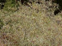 Olea europaea ssp guanchica 10, Saxifraga-Ed Stikvoort