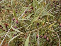 Olea europaea ssp guanchica 11, Saxifraga-Ed Stikvoort