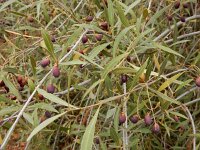 Olea europaea ssp guanchica 11, Saxifraga-Ed Stikvoort