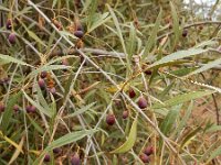Olea europaea ssp guanchica 12, Saxifraga-Ed Stikvoort