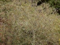 Olea europaea ssp guanchica 9, Saxifraga-Ed Stikvoort