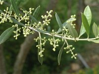 Olea europaea var sylvestris 1, Saxifraga-Jan van der Straaten