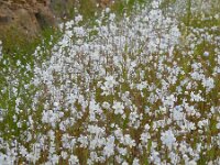Omphalodes linifolia 5, Witte onschuld, Saxifraga-Ed Stikvoort