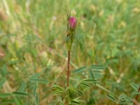 Onobrychis caput-galli 2, Saxifraga-Ed Stikvoort : Vathi - Gidaki beach Ithaki s9900