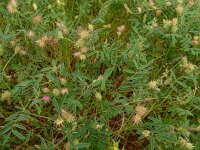 Onobrychis caput-galli 3, Saxifraga-Ed Stikvoort : Vathi - Gidaki beach Ithaki s9900