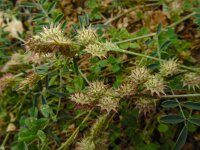 Onobrychis caput-galli 4, Saxifraga-Ed Stikvoort : Vathi - Gidaki beach Ithaki s9900