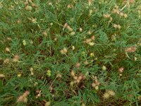 Onobrychis caput-galli 5, Saxifraga-Ed Stikvoort : Vathi - Gidaki beach Ithaki s9900