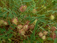 Onobrychis caput-galli 6, Saxifraga-Ed Stikvoort : Vathi - Gidaki beach Ithaki s9900