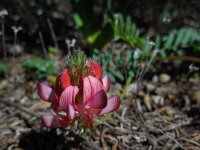 Onobrychis humilis 14, Saxifraga-Ed Stikvoort