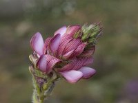 Onobrychis humilis 5, Saxifraga-Willem van Kruijsbergen