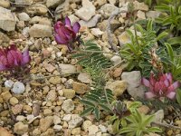 Onobrychis humilis 7, Saxifraga-Willem van Kruijsbergen