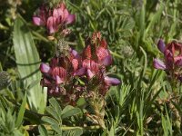 Onobrychis humilis 8, Saxifraga-Willem van Kruijsbergen