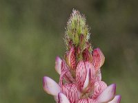 Onobrychis humilis 9, Saxifraga-Willem van Kruijsbergen