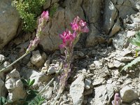 Onobrychis montana 1, Saxifraga-Jan van der Straaten