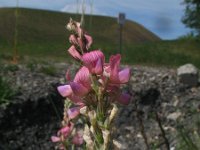 Onobrychis viciifolia 11, Esparcette, Saxifraga-Rutger Barendse