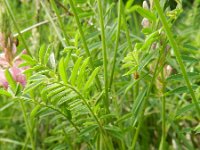 Onobrychis viciifolia 32 Esparcette, Saxifraga-Rutger Barendse