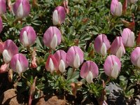 Ononis cristata 6, Saxifraga-Harry Jans