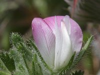 Ononis mitissima 1, Saxifraga-Rutger Barendse