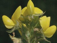 Ononis natrix 10, Saxifraga-Marijke Verhagen