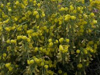 Ononis natrix 12, Saxifraga-Willem van Kruijsbergen