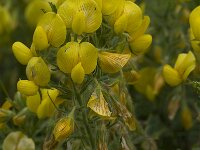 Ononis natrix 14, Saxifraga-Willem van Kruijsbergen