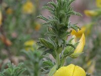 Ononis natrix 15, Saxifraga-Rutger Barendse