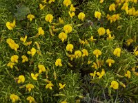 Ononis natrix 27, Saxifraga-Willem van Kruijsbergen