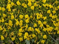 Ononis natrix 29, Saxifraga-Willem van Kruijsbergen