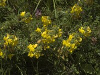 Ononis natrix 3, Saxifraga-Jan van der Straaten