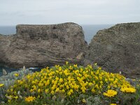 Ononis natrix 30, Saxifraga-Willem van Kruijsbergen