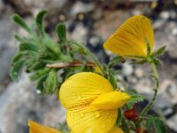 Ononis natrix 31, Saxifraga-Ed Stikvoort