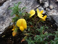 Ononis natrix 32, Saxifraga-Ed Stikvoort