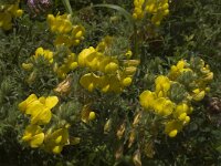 Ononis natrix 4, Saxifraga-Jan van der Straaten