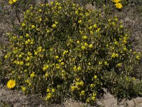Ononis natrix ssp natrix 17, Saxifraga-Willem van Kruijsbergen