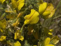 Ononis natrix ssp natrix 18, Saxifraga-Jan van der Straaten