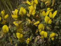 Ononis natrix ssp natrix 19, Saxifraga-Willem van Kruijsbergen