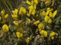 Ononis natrix ssp natrix 19, Saxifraga-Willem van Kruijsbergen