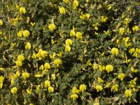 Ononis natrix ssp natrix 20, Saxifraga-Jan van der Straaten