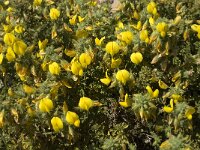 Ononis natrix ssp natrix 22, Saxifraga-Jan van der Straaten