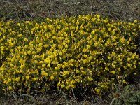 Ononis natrix ssp natrix 23, Saxifraga-Willem van Kruijsbergen