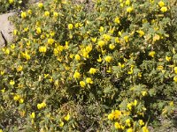 Ononis natrix ssp natrix 24, Saxifraga-Jan van der Straaten