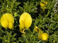 Ononis ramosissima 3, Saxifraga-Jan van der Straaten