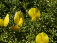 Ononis ramosissima 4, Saxifraga-Willem van Kruijsbergen