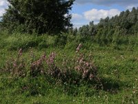 Ononis repens ssp spinosa 19, Kattendoorn, Saxifraga-Hans Boll