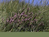 Ononis repens ssp spinosa 47, Kattendoorn, Saxifraga-Peter Meininger