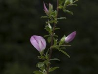Ononis repens ssp spinosa 50, Kattendoorn, Saxifraga-Jan van der Straaten