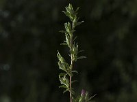 Ononis repens ssp spinosa 51, Kattendoorn, Saxifraga-Jan van der Straaten